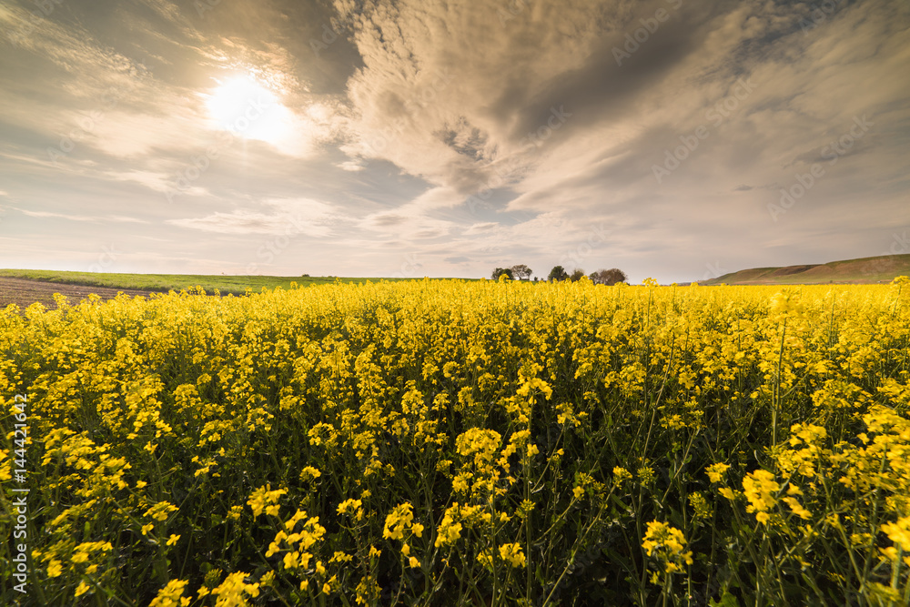 Yellow oilseed rape field under the blue bright  sky