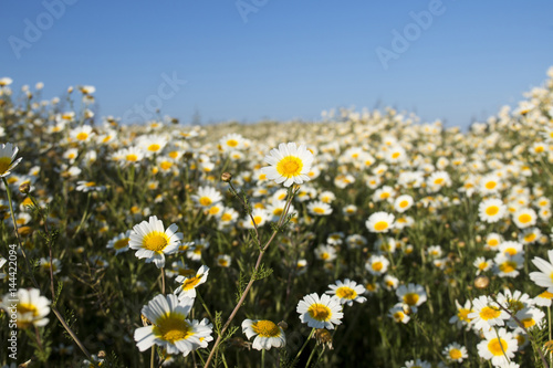 crown daisies in the countryside.