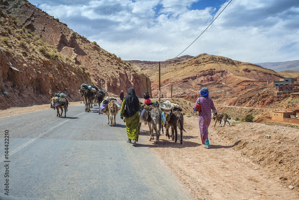 Berbers, camels and donkeys transport materials in  the Dades Gorges, Morocco. In some areas of Morocco an estimated 100,000 people depend on animals for their livelihood.