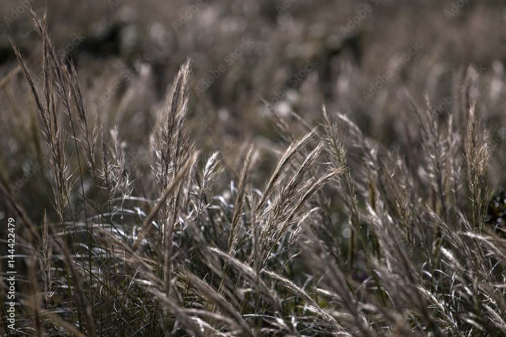 Fototapeta premium Mediterranean Needle Grass (Stipa capensis)