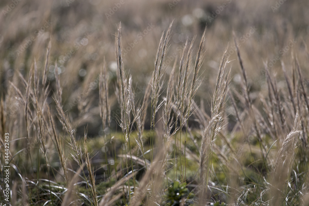 Obraz premium Mediterranean Needle Grass (Stipa capensis)