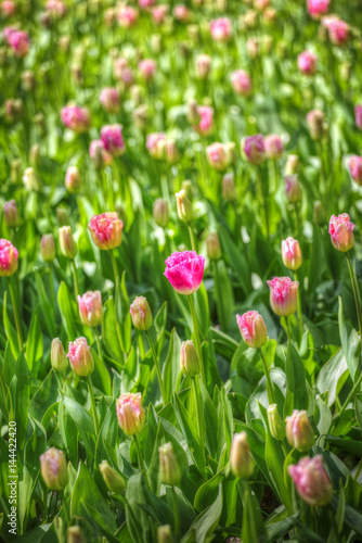 pink, red and orange tulip field in North Holland © Aliaksei