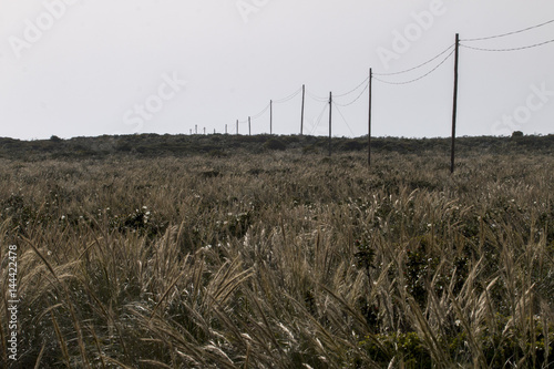 Electricity wire on a field