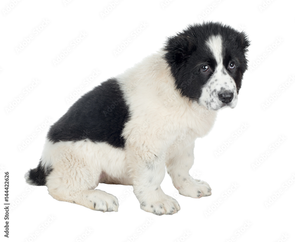 Puppy of the Central Asian Shepherd. Isolated on white background. Puppy of the Central Asian Shepherd. Isolated on white background.