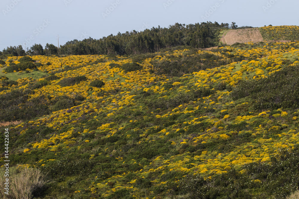 Landscape with ulex densus shrubs. Landscape with ulex densus shrubs.