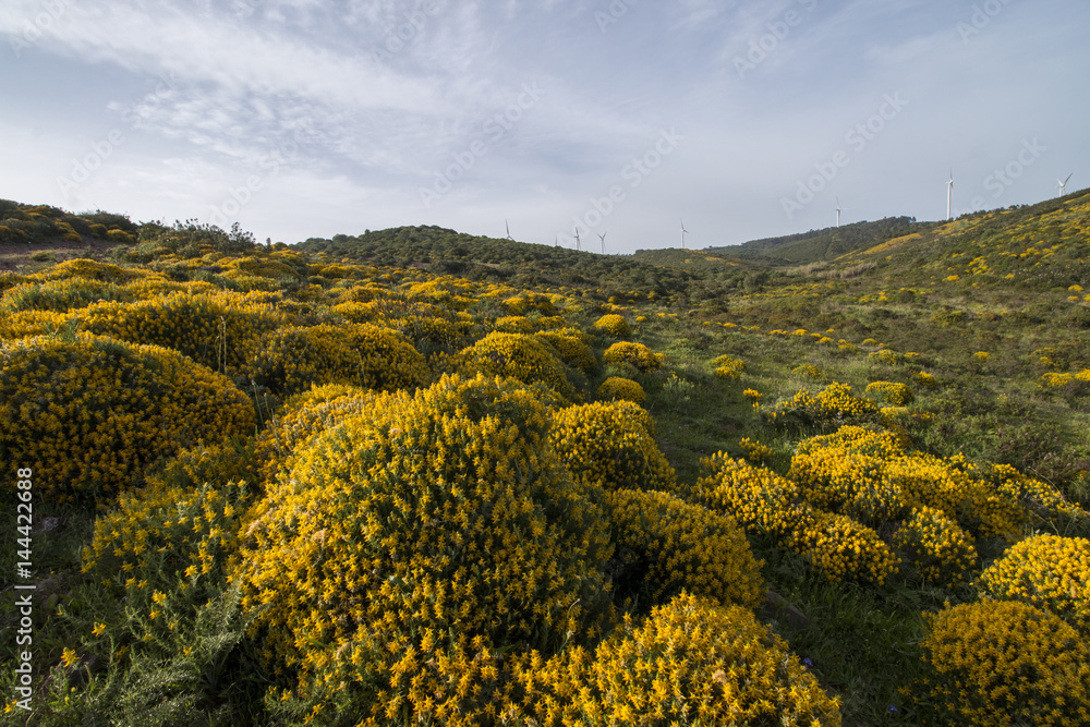 Landscape with ulex densus shrubs.