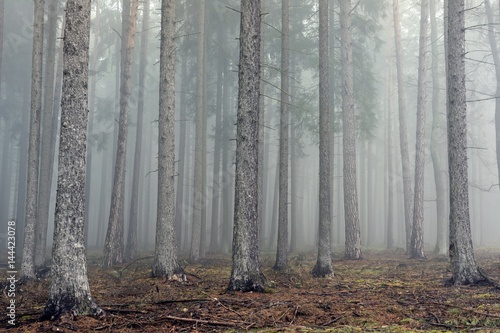 Mysterious fog among the trees in the autumn forest.