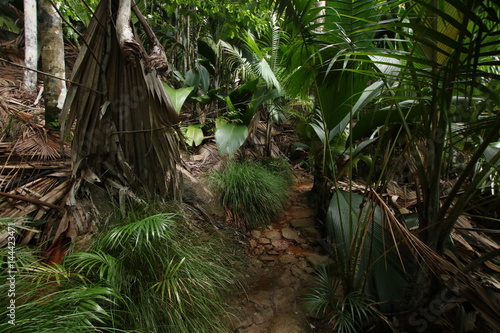 Palm Trees   Vall  e de Mai Nature Reserve  Praslin Island  Seychelles  Indian Ocean  Africa. The park is the habitat of the endemic coco-de-mer palm tree.