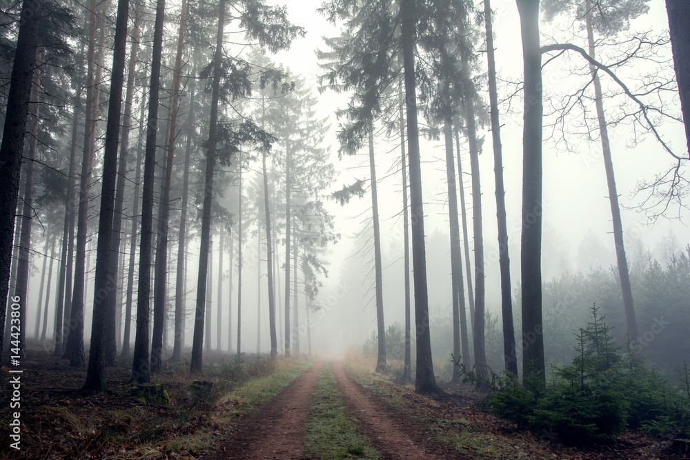Fototapeta premium Path in misty autumn forest.