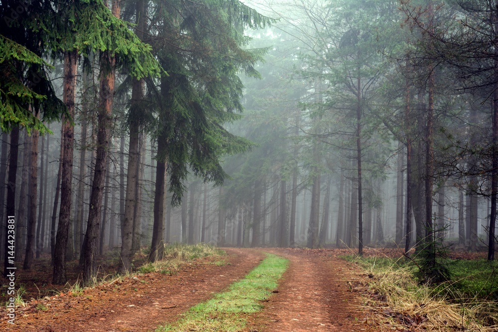 Obraz premium Path in misty autumn forest.