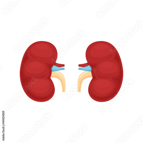 Human kidney anatomy vector illustration