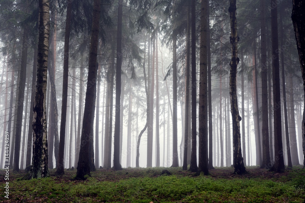 Fototapeta premium Mysterious fog among the trees in the autumn forest.