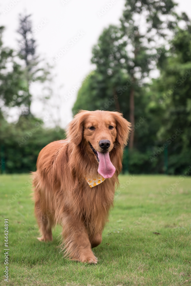 The Golden Retriever in the outdoor on the grass