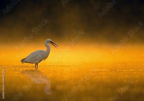 Bird hunting at sunrise