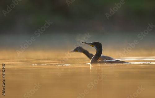 Great Cormorant Searching for Food photo