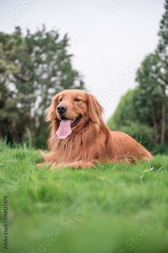 The Golden Retriever in the outdoor on the grass