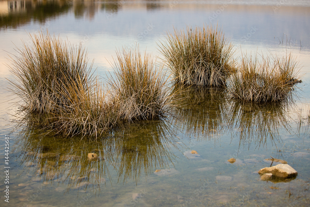 Reeds in wetland - puddle with sun reflections Reeds in wetland - puddle with sun reflections