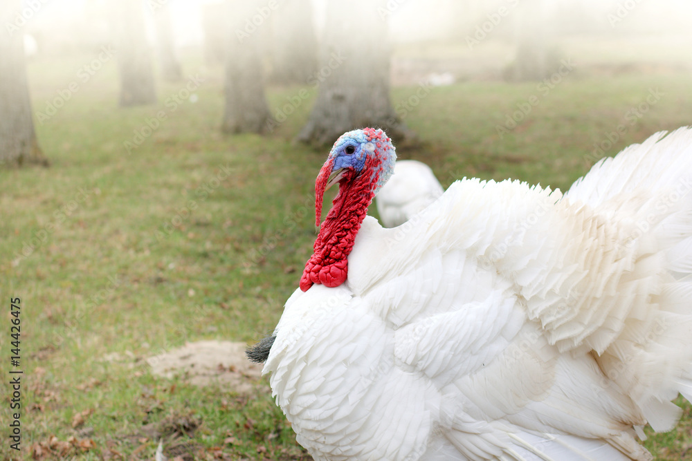 rural living bird/ lush white turkey with red beak is walking in the garden 