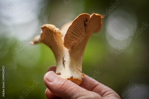 fall harvest hand holding wild chanterelle mushroom © Leslie C Saber