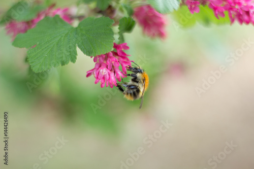 Kleine Biene sammelt Nektar Pollen Blüte