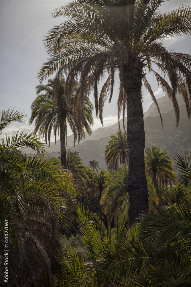 Fototapeta premium Palm trees