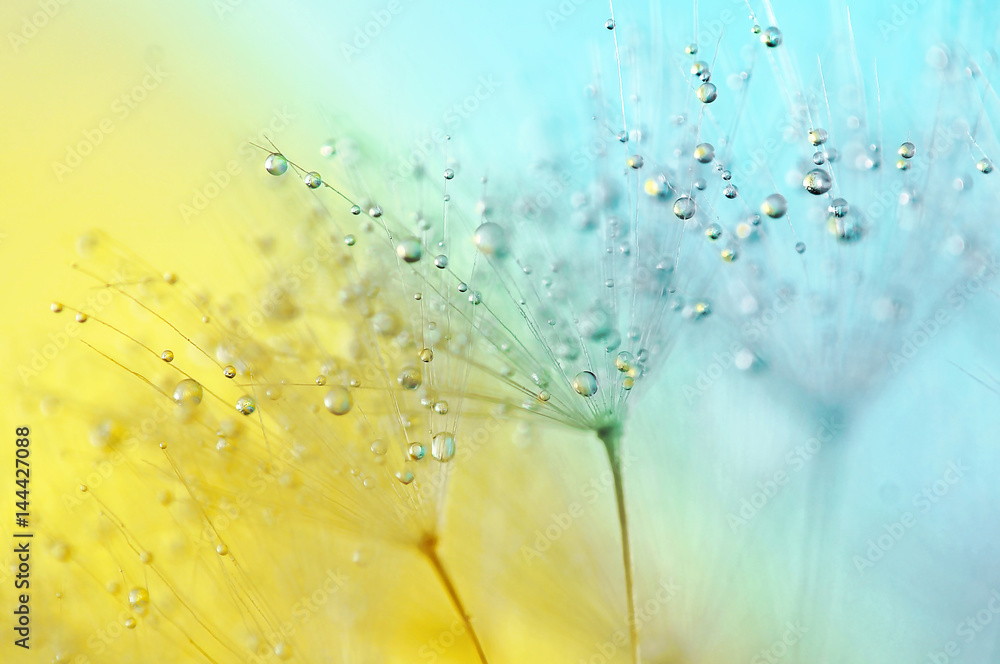 Obraz premium Piękny lekki lotniczy spadochronowy dandelion kwiat w kropelkach woda na żółtym błękitnym tła zakończeniu makro-. Delikatny abstrakcyjny obraz artystyczny.