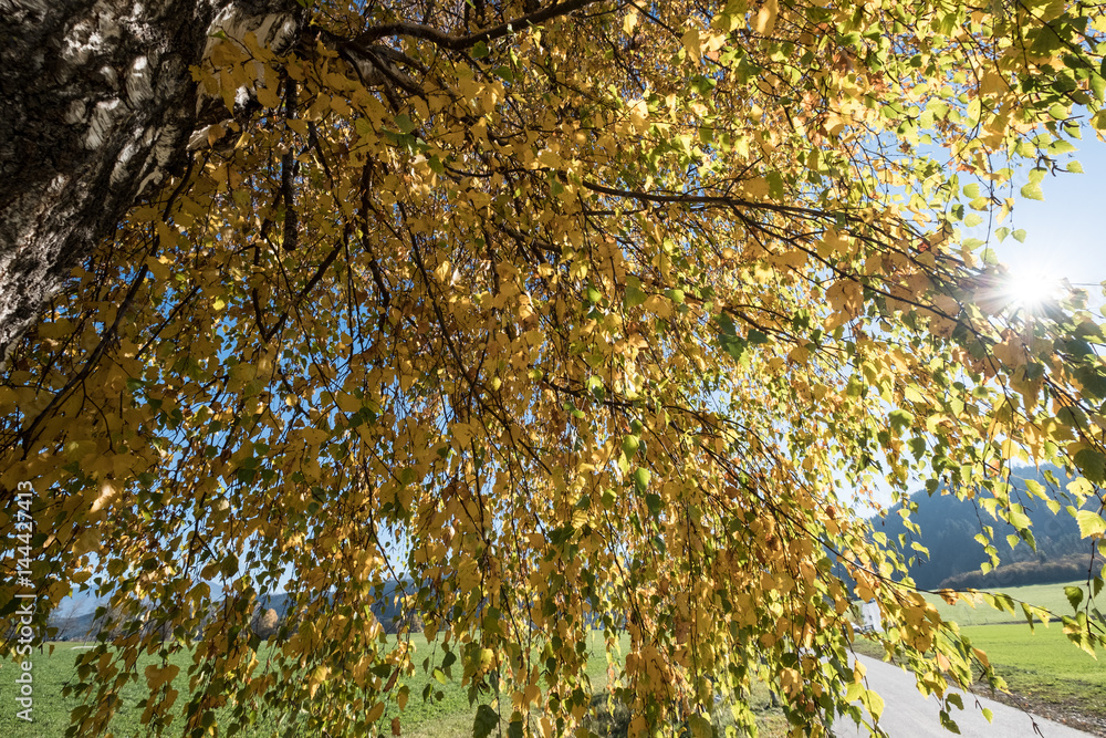 Fototapeta premium Birke Baum Laub Herbst Himmel Farben