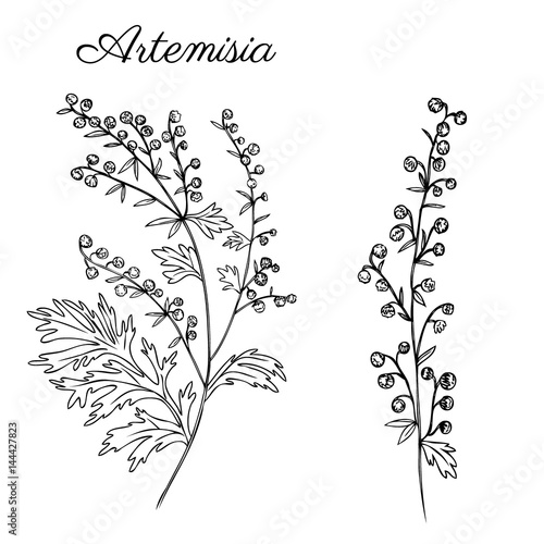 Artemisia absinthium, wormwood hand drawn vector ink sketch isolated on white, Also called absinthium absinthe wormwood, wormwood, common wormwood, Wormwood herb, Absinthe plant, Doodle Healing
