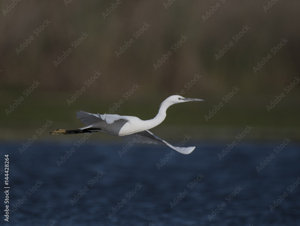 Little Egret Flying over pond Little Egret Flying over pond