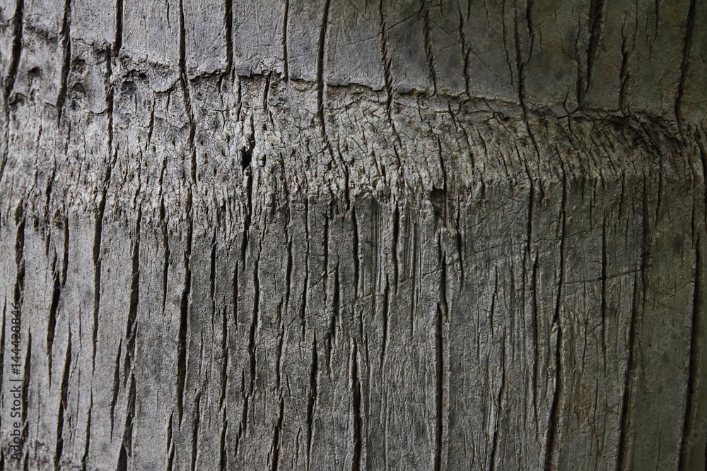 Obraz premium Bark tree texture