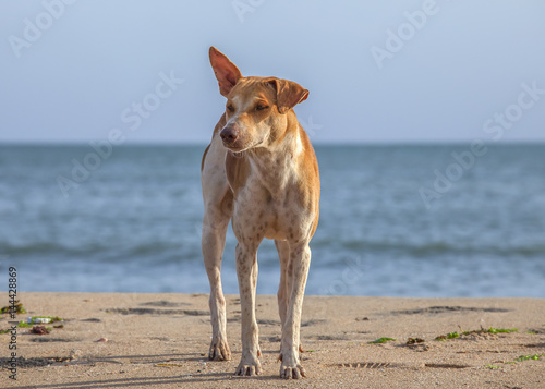 Stray dog on the beach © Patricia