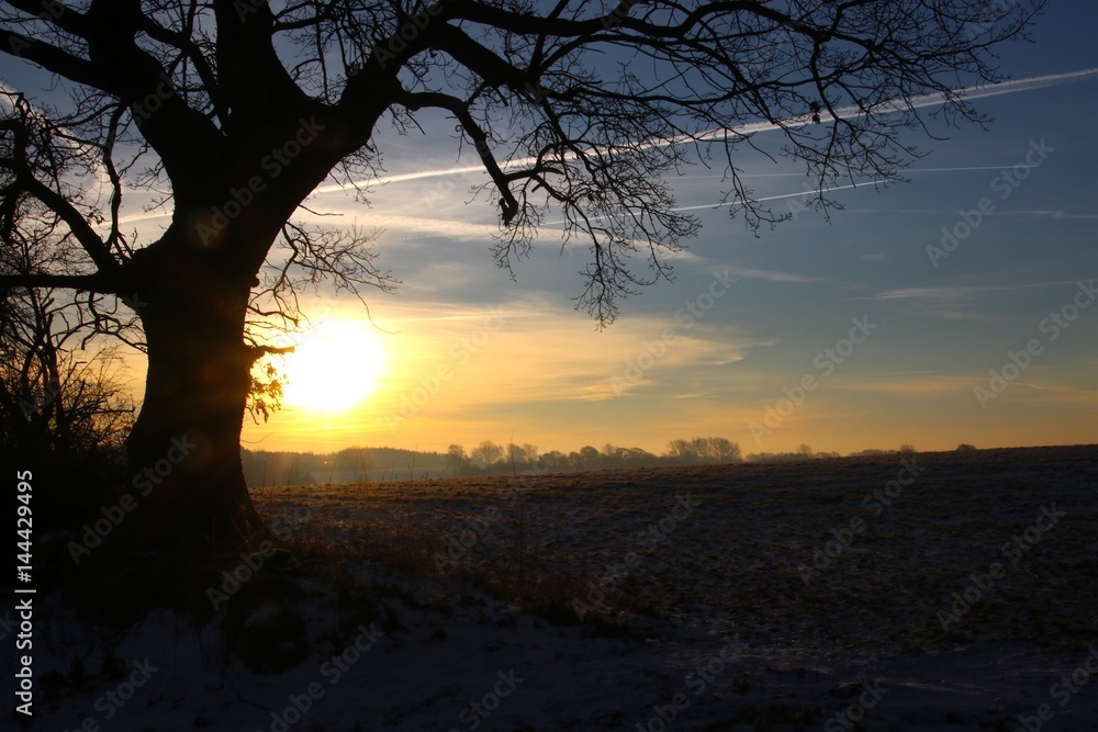 Beautiful old tree in the sunrise in February Beautiful old tree in the sunrise in February