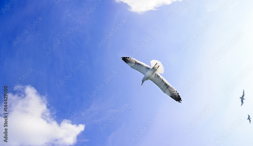 Freedom concept. Flying seagulls in blue sky with clouds Freedom concept. Flying seagulls in blue sky with clouds