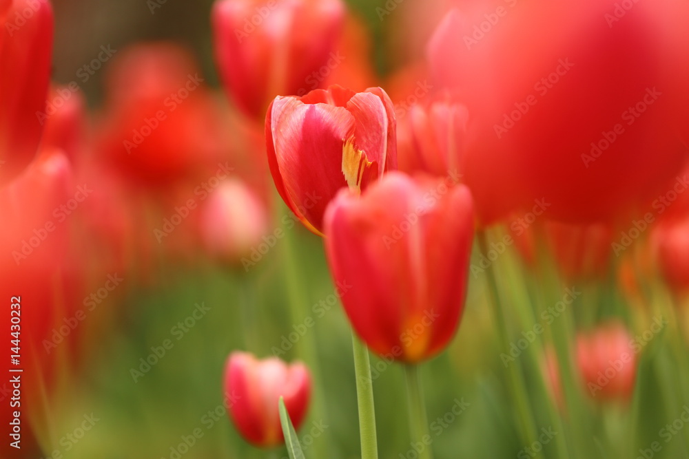 Tulips in full bloom in Yokohama City, Kanagawa Prefecture Tulips in full bloom in Yokohama City, Kanagawa Prefecture