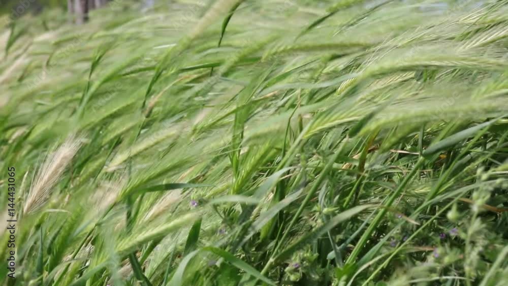 Hordeum disticum wild ear at wind Hordeum disticum wild ear at wind