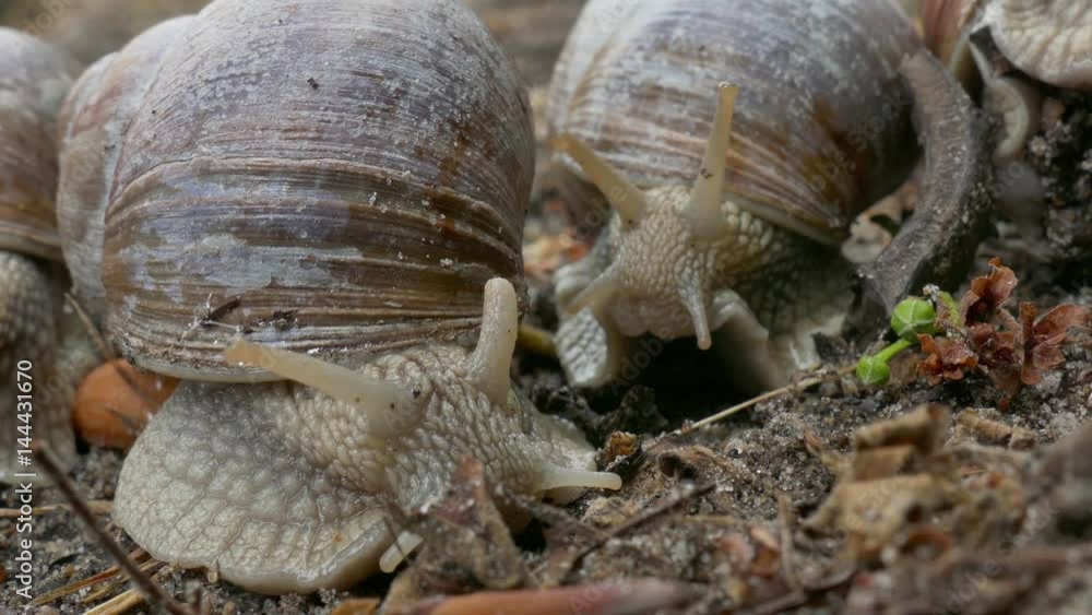timelapse of snails moving under the ground timelapse of snails moving under the ground