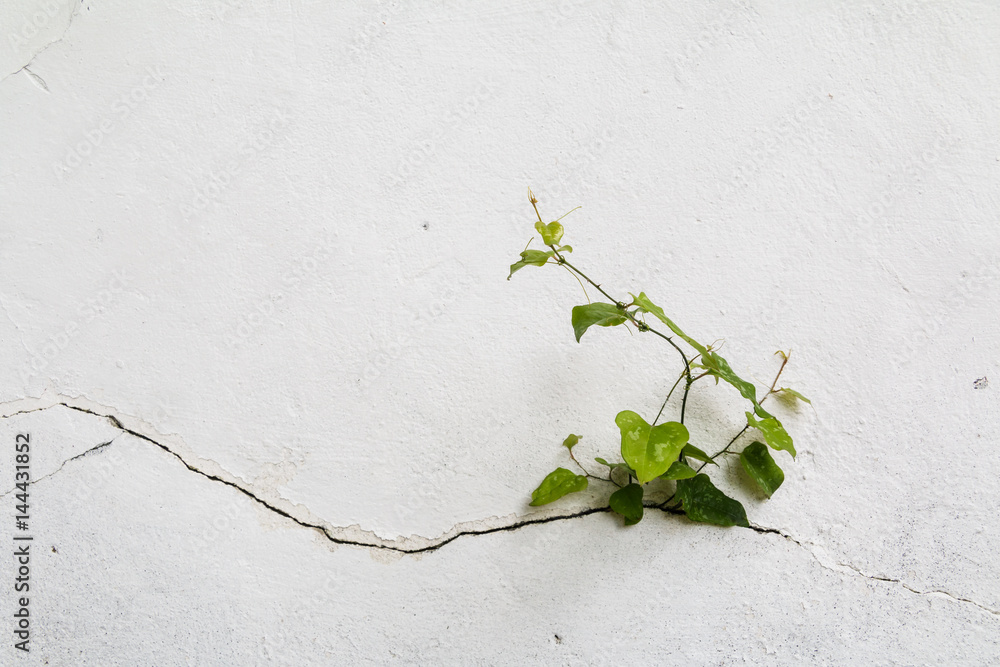 Fototapeta premium Tree growing through Cracked wall.Small tree-during the growth on cement wall. Old plaster walls cracked crack.weed growing through crack in pavement