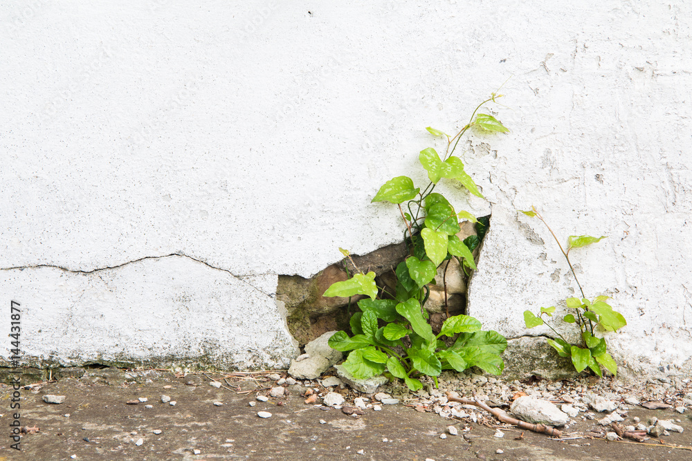 Naklejka premium Grunge concrete wall and green plant, background and texture. vintage tone