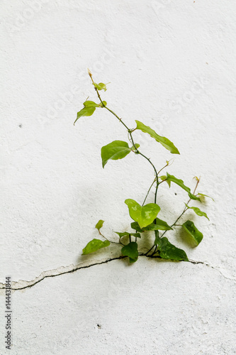 Tree growing through Cracked wall.Small tree-during the growth on cement wall. Old plaster walls cracked crack.weed growing through crack in pavement photo