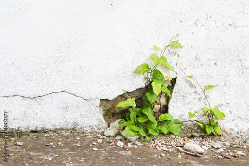 Grunge concrete wall and green plant, background and texture. vintage tone