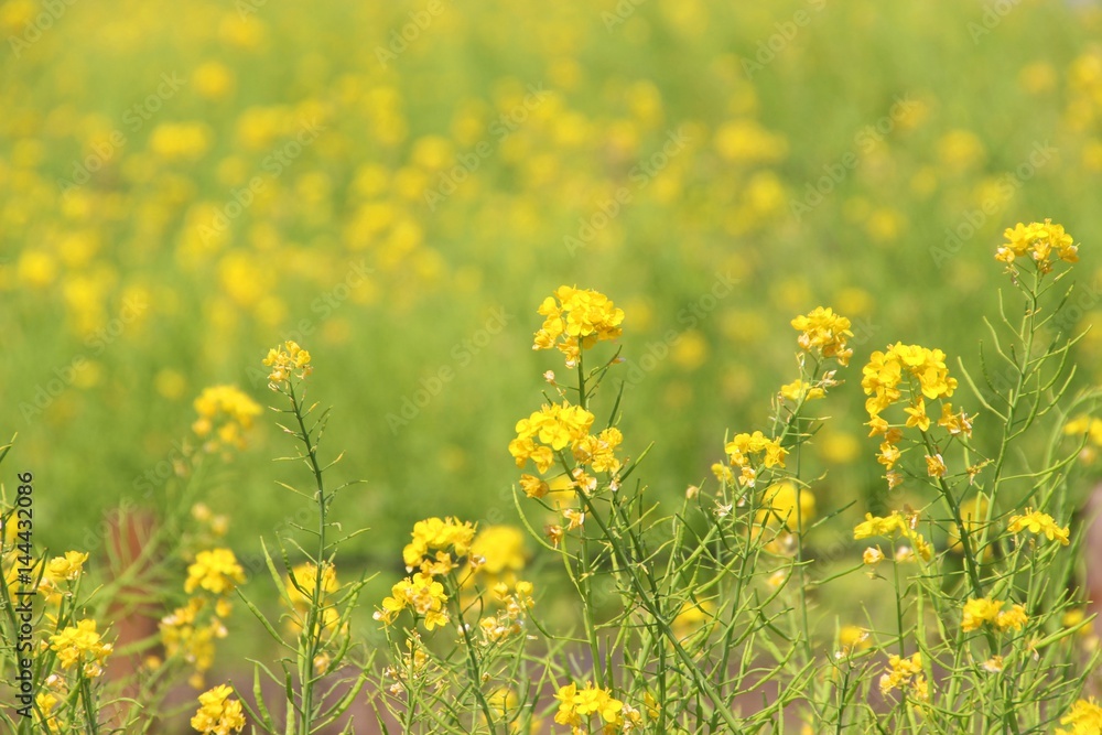 Fototapeta premium 満開の菜の花
