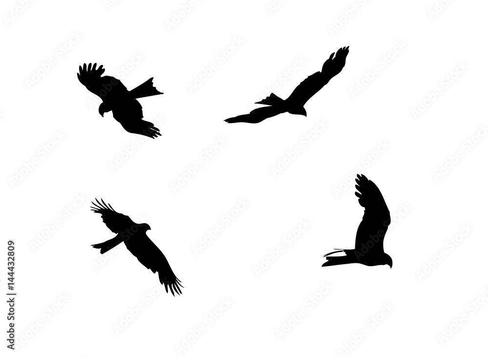 Common Buzzard in flight. Silhouette. Common Buzzard in flight. Silhouette.