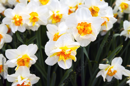Fototapeta Naklejka Na Ścianę i Meble -  Colorful Narcissus flowers in spring park. Flower landscape