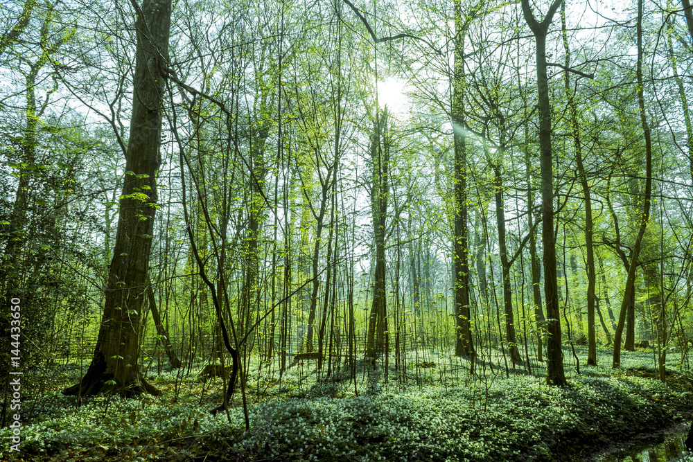 Fototapeta premium Wald im Gegenlicht