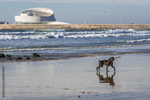 Dog on the beach in Porto city, Portugal photo