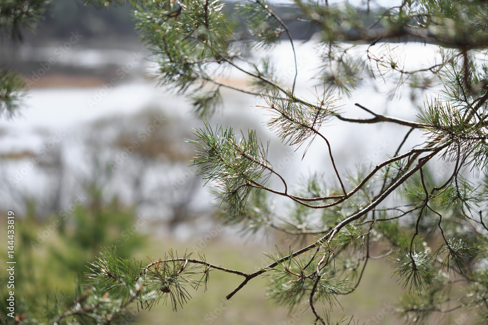 Pine branches with needles in the forest