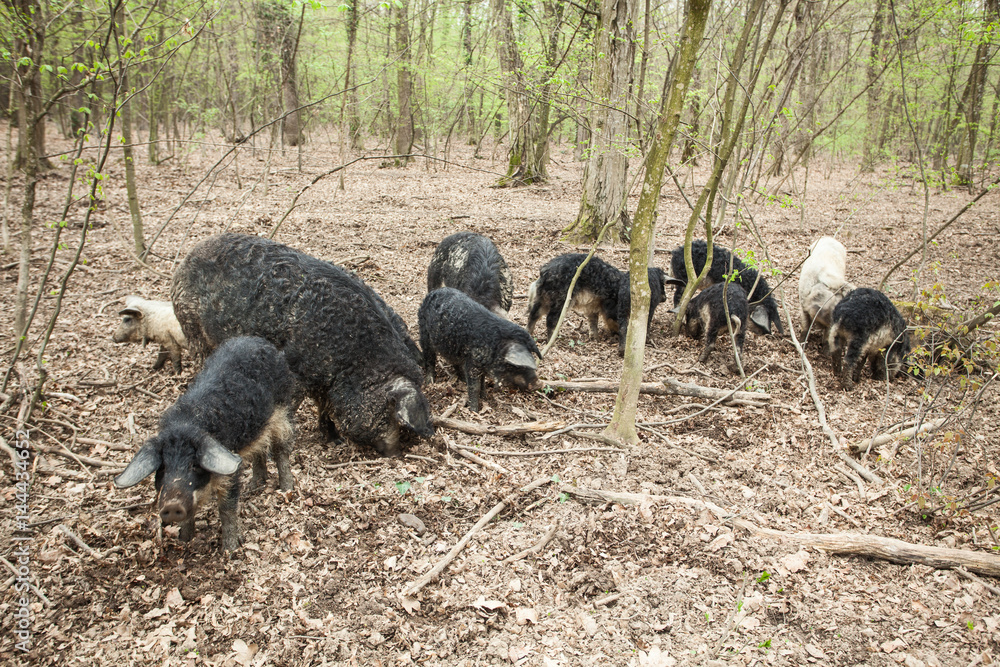 Naklejka premium Pigs in wood