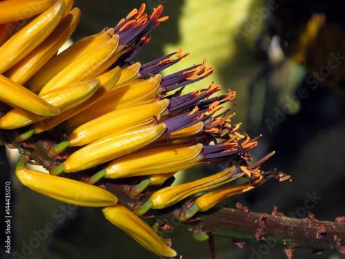 Marloths Aloe, Baumaloe, Bergaloe (Aloe marlothii) photo