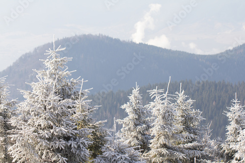 Snow covered pine trees in winter landscape