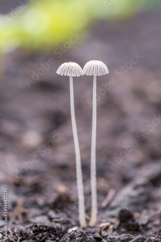 Unbekannter Pilz wächst im Blumenbeet